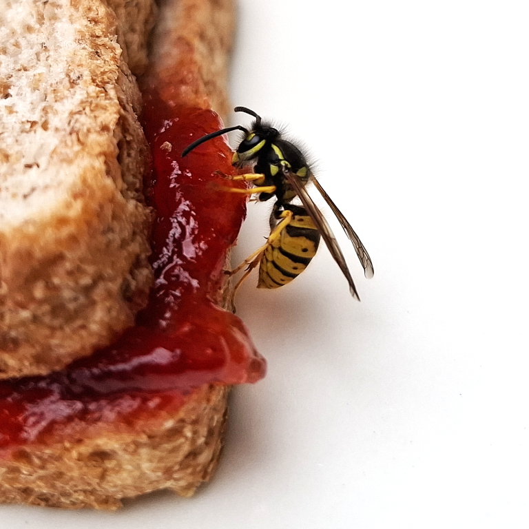 A close-up of a yellow and black striped wasp resting on a surface.