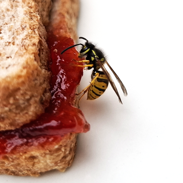 A wasp feeding on the jam in a sandwich A wasp feeding on the jam in a sandwich
